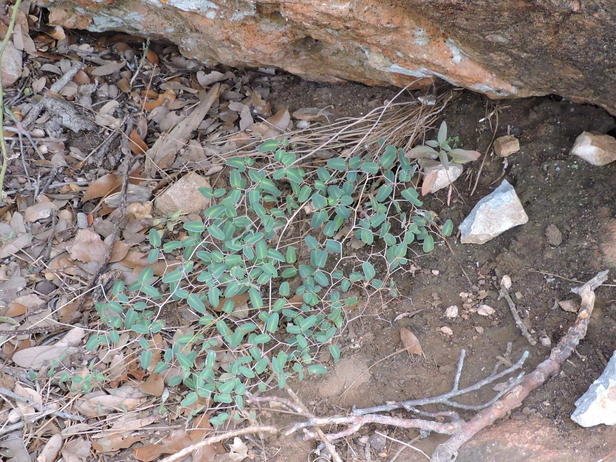 Image de Pellaea ovata (Desv.) Weath.