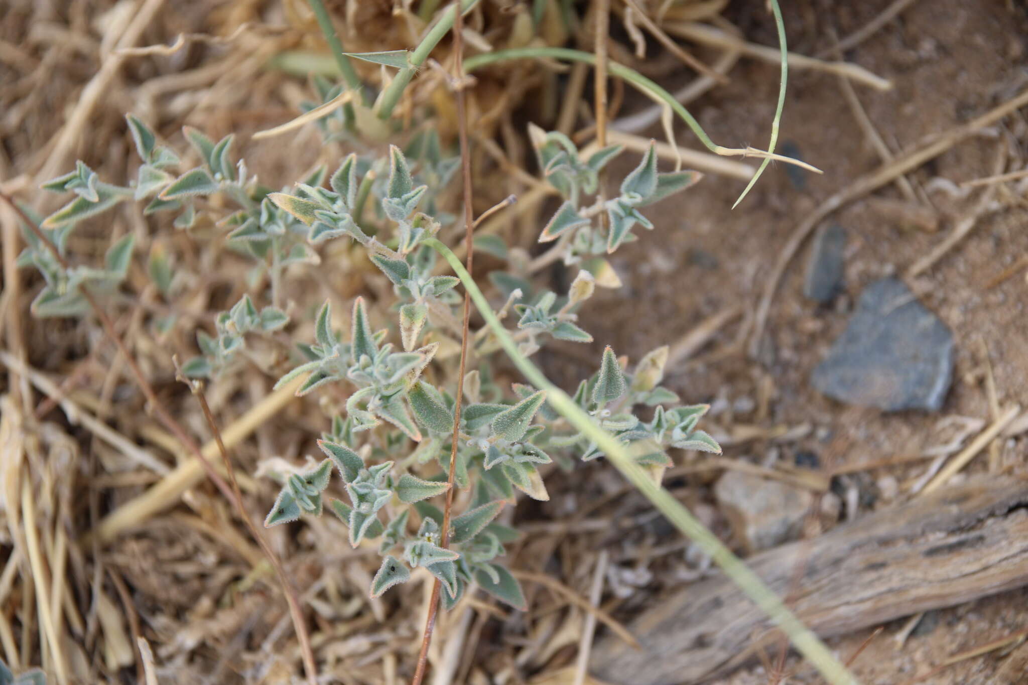 Image of Morettia parviflora Boiss.