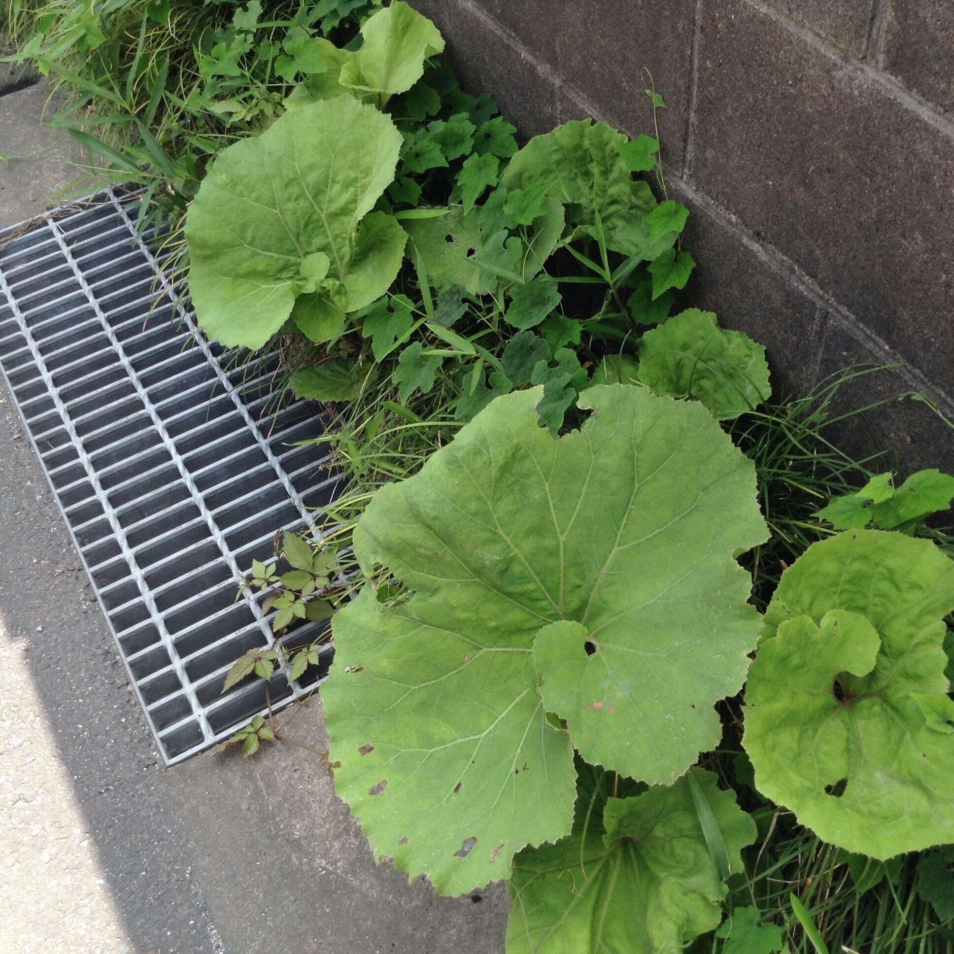 Image of Bog rhubarb