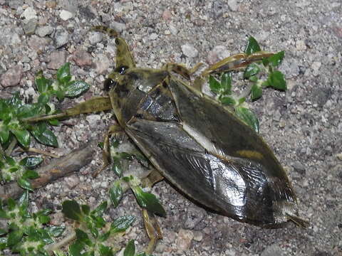 Image of Lethocerus medius (Guérin-Méneville 1857)