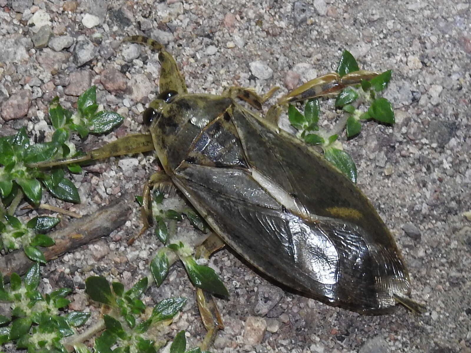 Image of Lethocerus medius (Guérin-Méneville 1857)