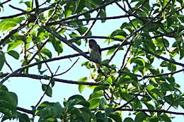 Image of Red-capped Flowerpecker