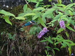 Image of butterfly-bush