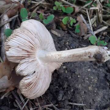 Image of Pluteus ephebeus (Fr.) Gillet 1876