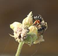 Image de Colletes andrewsi Cockerell 1906