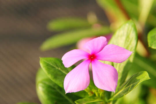 Image of Madagascar periwinkle