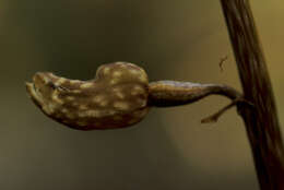 Image of Gastrodia cunninghamii Hook. fil.