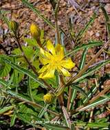 Image of jeweled blazingstar