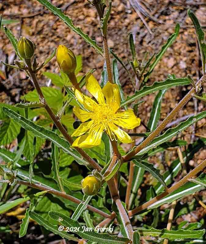 Image of jeweled blazingstar