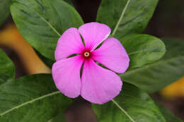 Image of Madagascar periwinkle