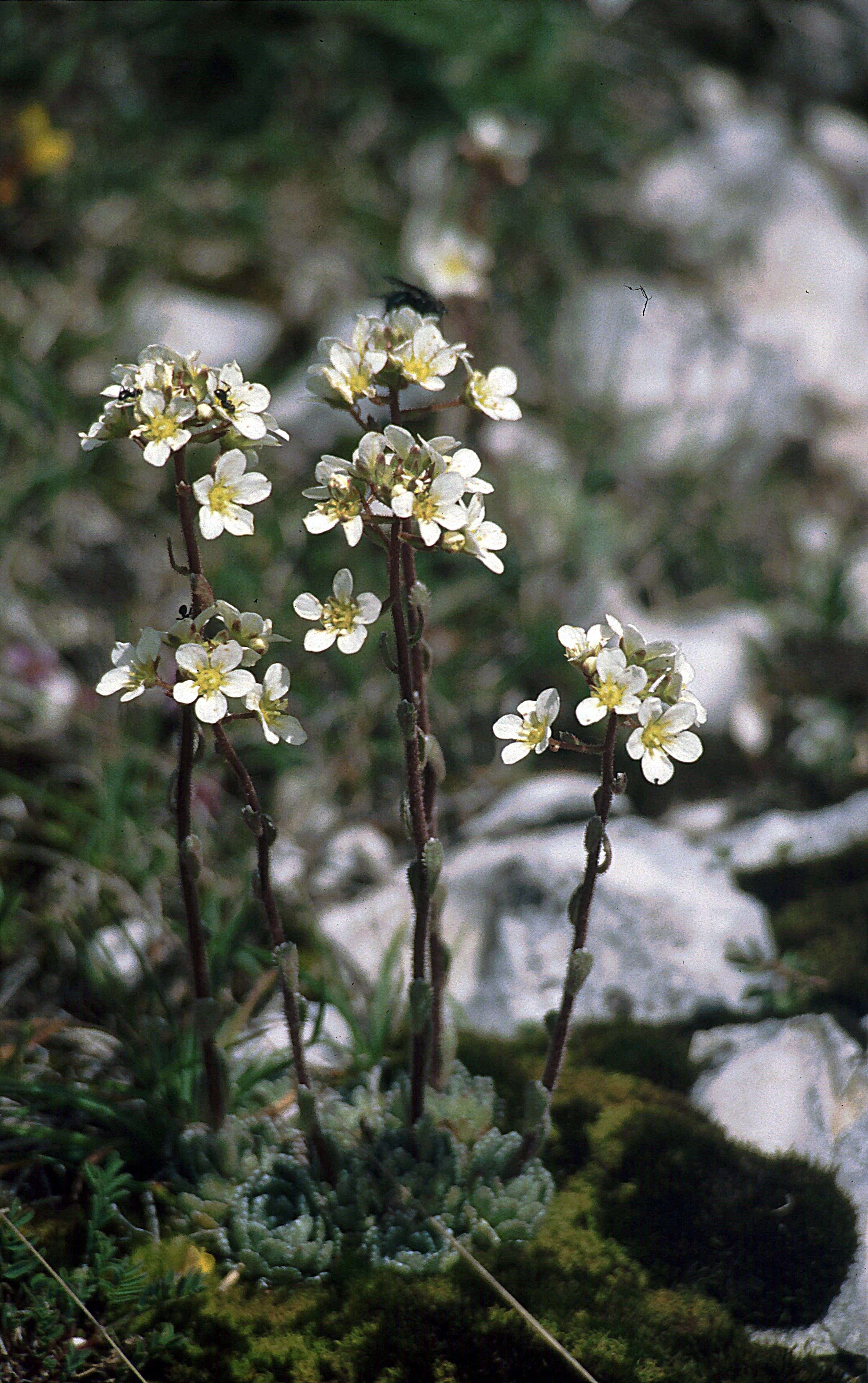 Image of Livelong Saxifrage