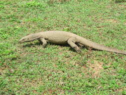 Image of Bengal Monitor Lizard