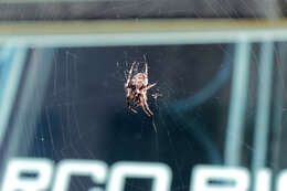 Image of Gray Cross Spider