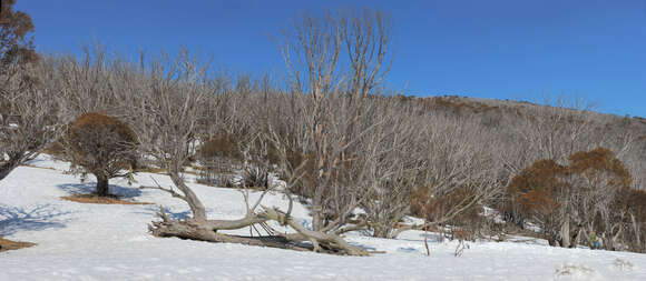 Image of snow gum