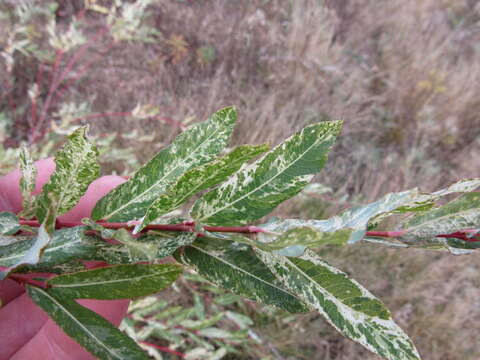 Imagem de Salix purpurea L.