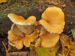 Image of Branched Oyster Mushroom