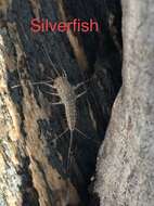 Image of Four-lined Silverfish