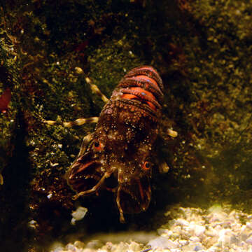 Image of Small European Locust Lobster