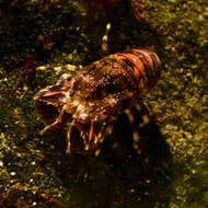 Image of Small European Locust Lobster