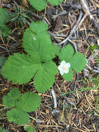 Sivun Rubus lasiococcus A. Gray kuva