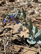 Image of Macdougal's bluebells