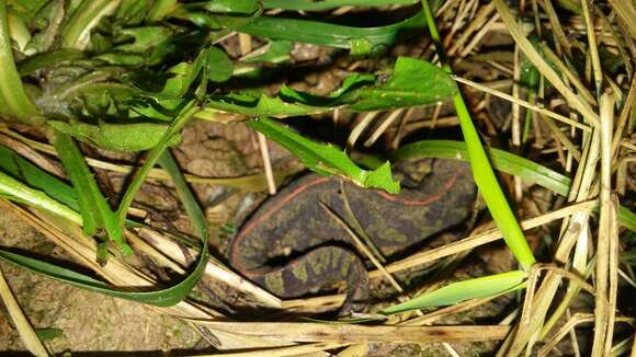 Triturus marmoratus (Latreille 1800) resmi