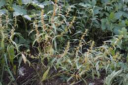 Image of Rumex rossicus Murb.