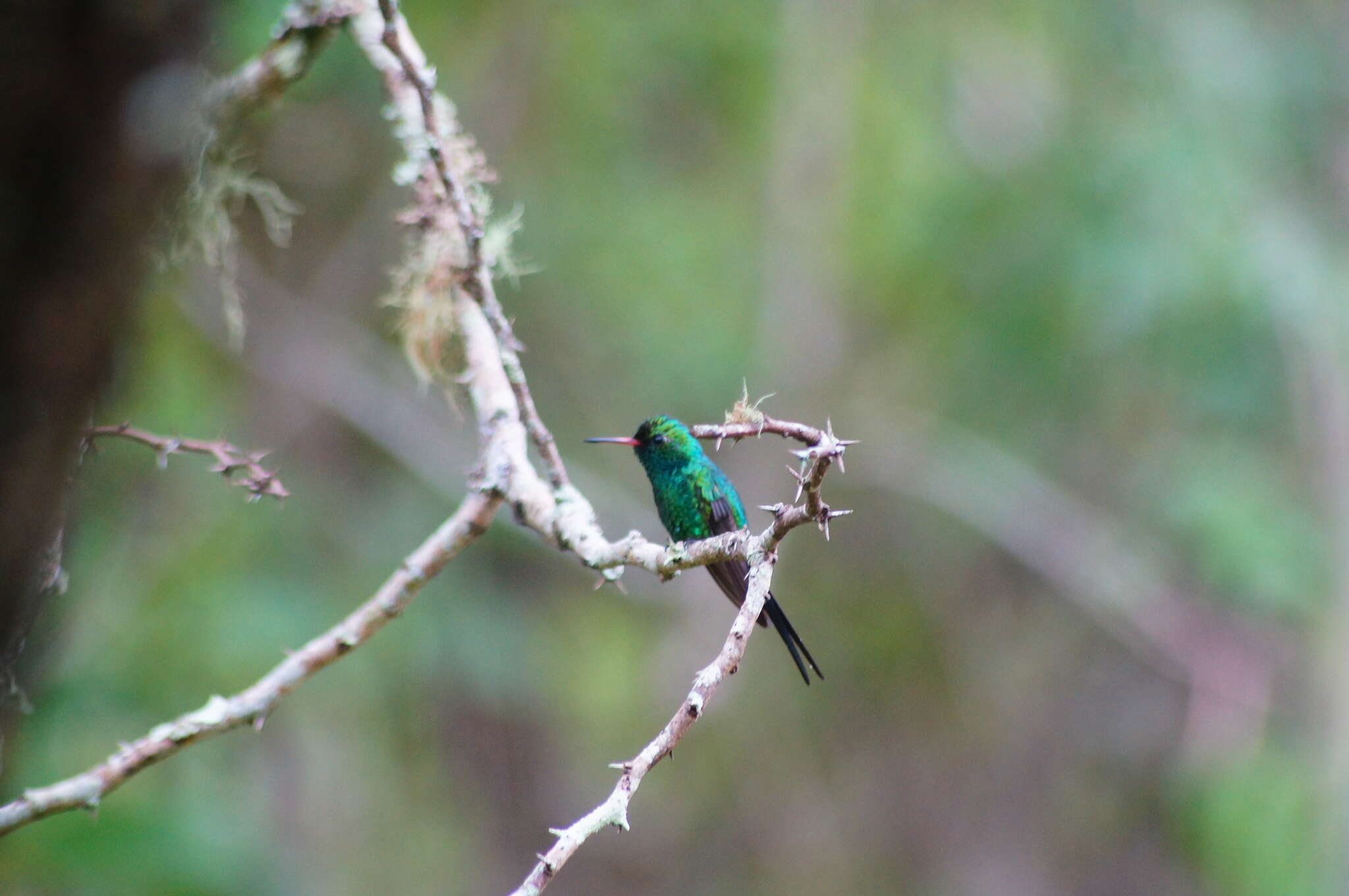 Image of Golden-crowned Emerald