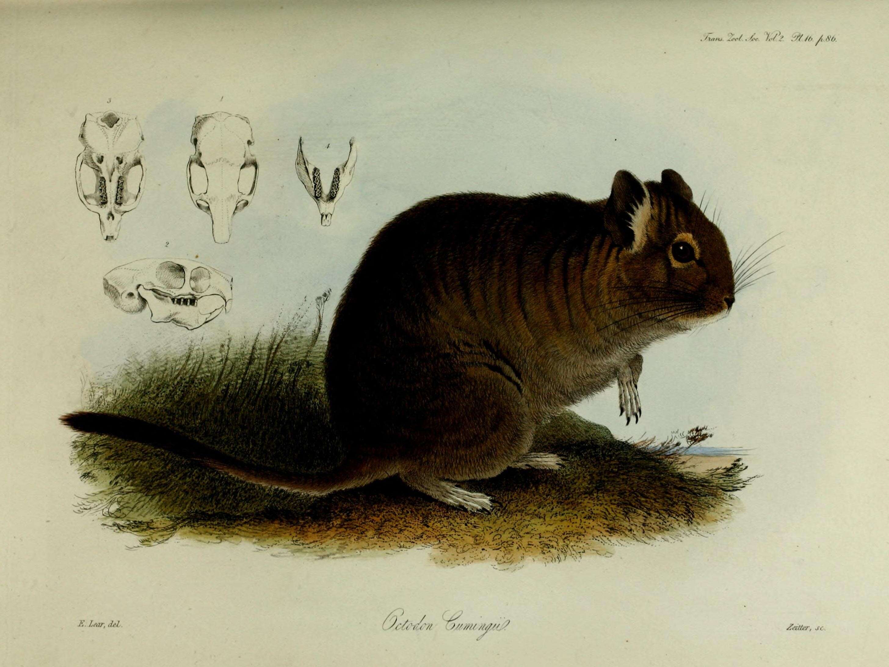 Sivun Octodon Bennett 1832 kuva