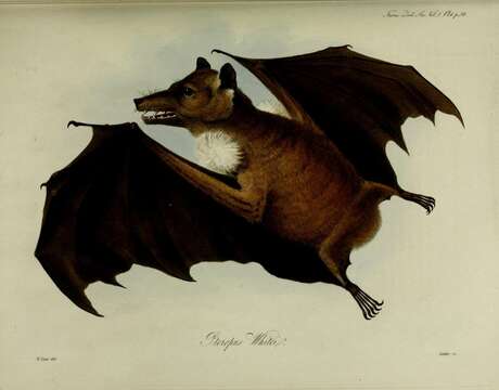 Image of Gambian Epauletted Fruit Bat