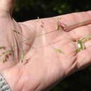 صورة <i>Poa <i>saltuensis</i></i> ssp. saltuensis