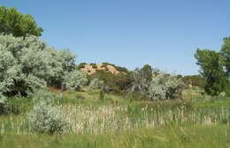 Image of Russian olive