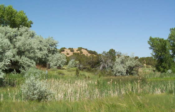 Image of Russian olive