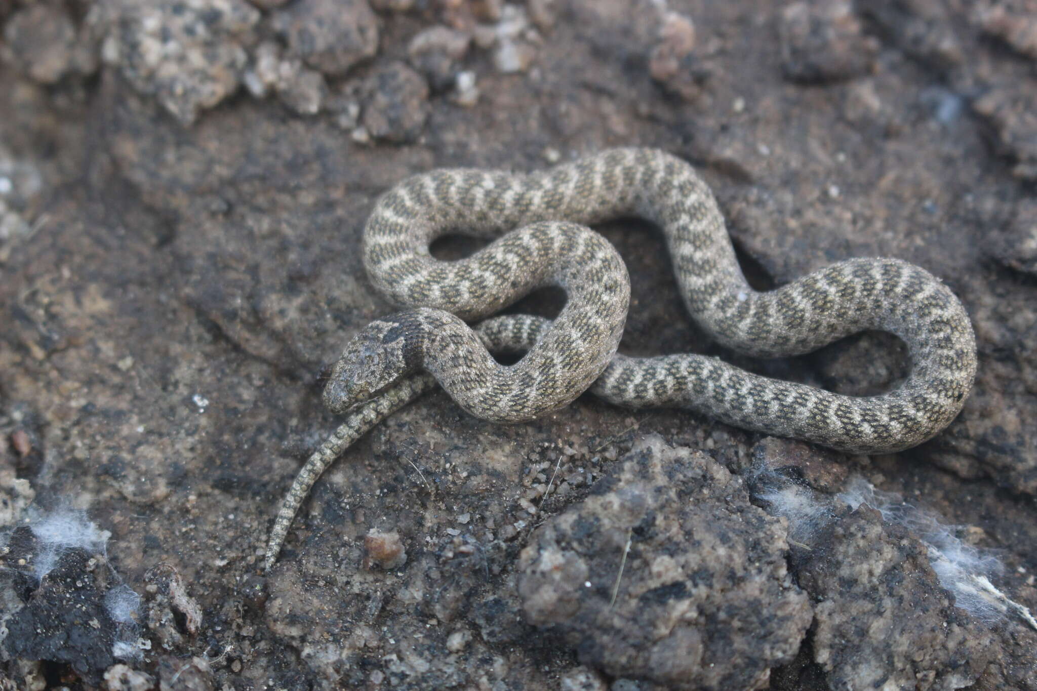 Image of Hypsiglena chlorophaea deserticola Tanner 1946