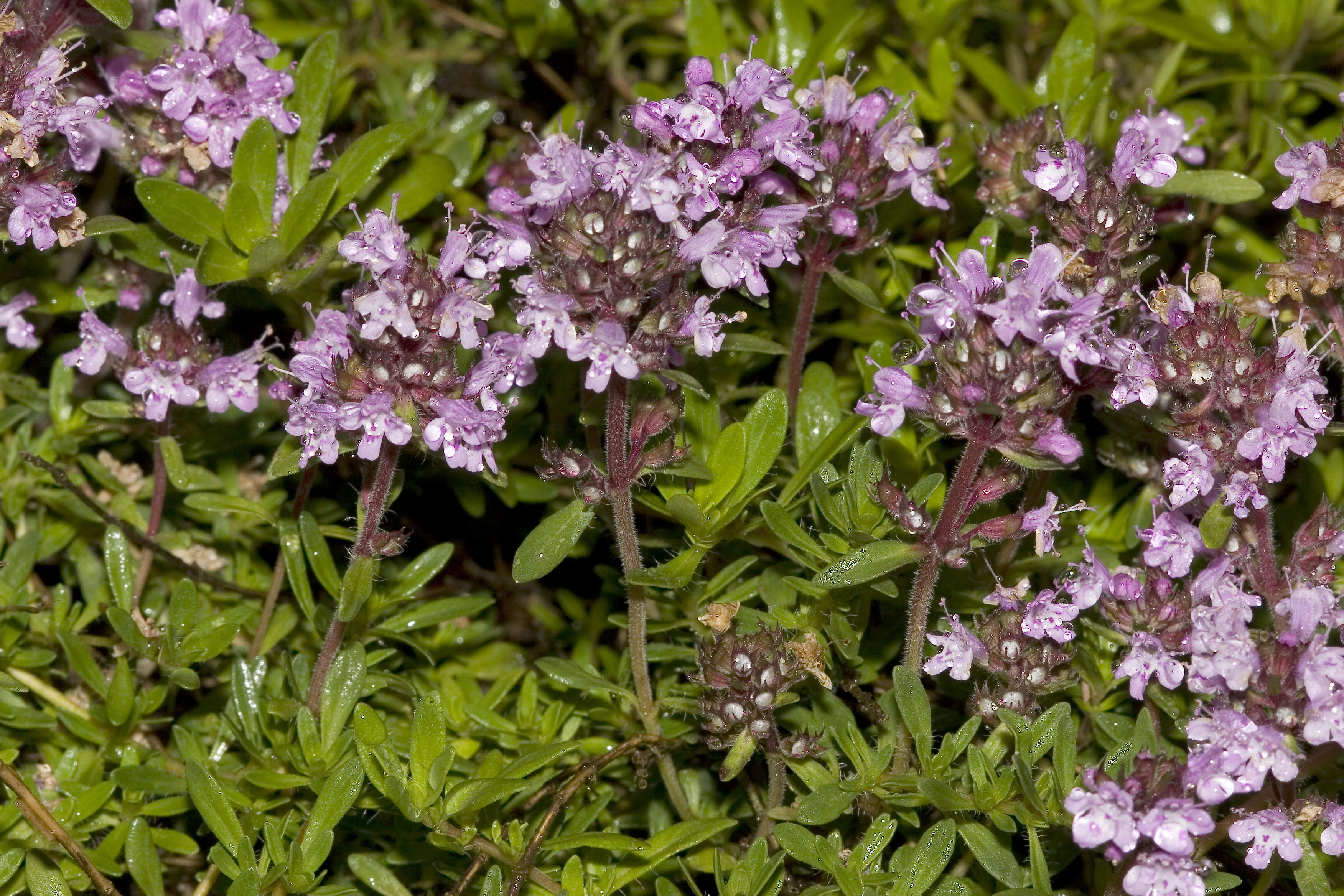 Image of thyme