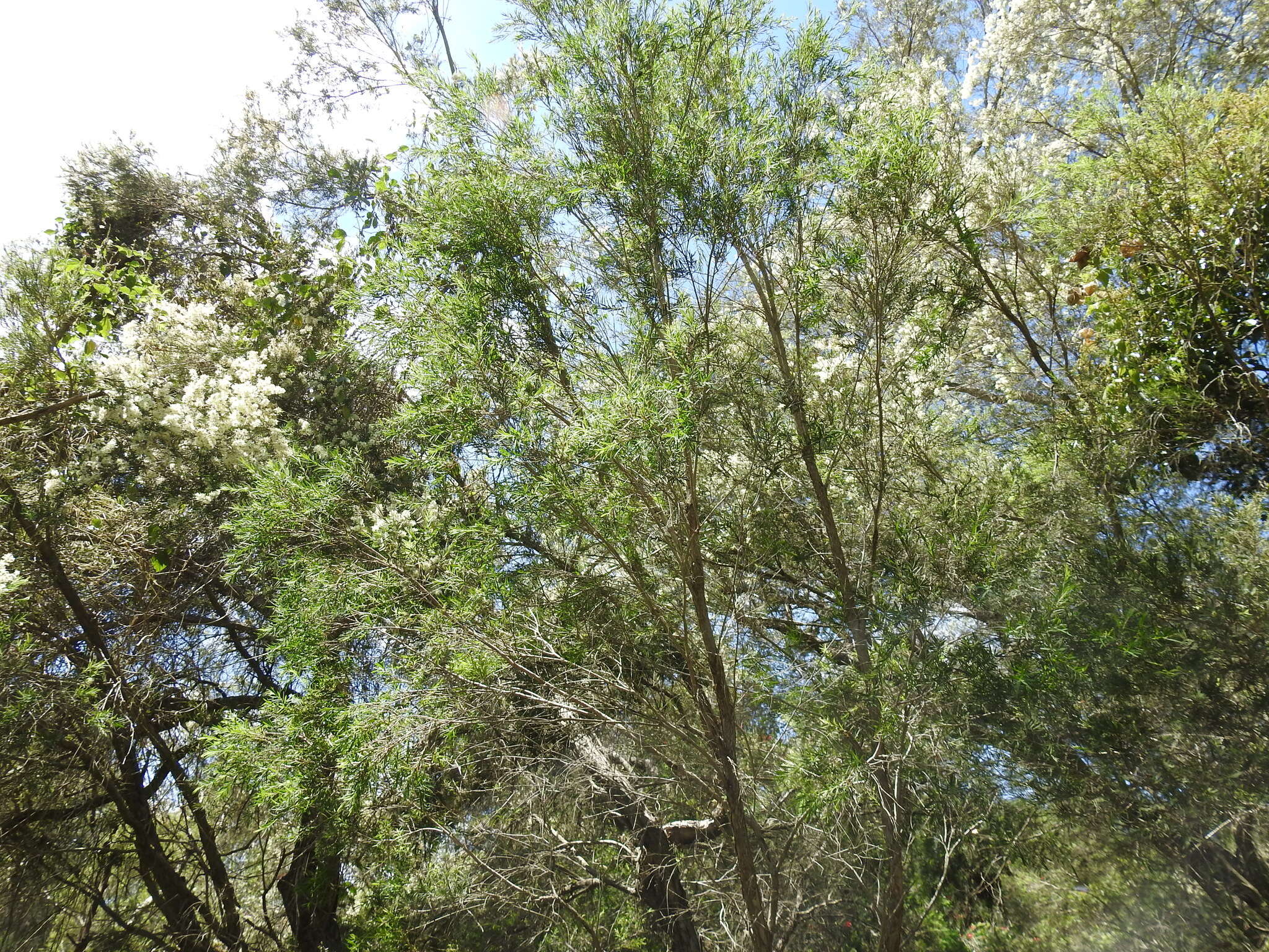 Image de Melaleuca trichostachya Lindl.