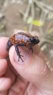 Image of Pichincha poison frog