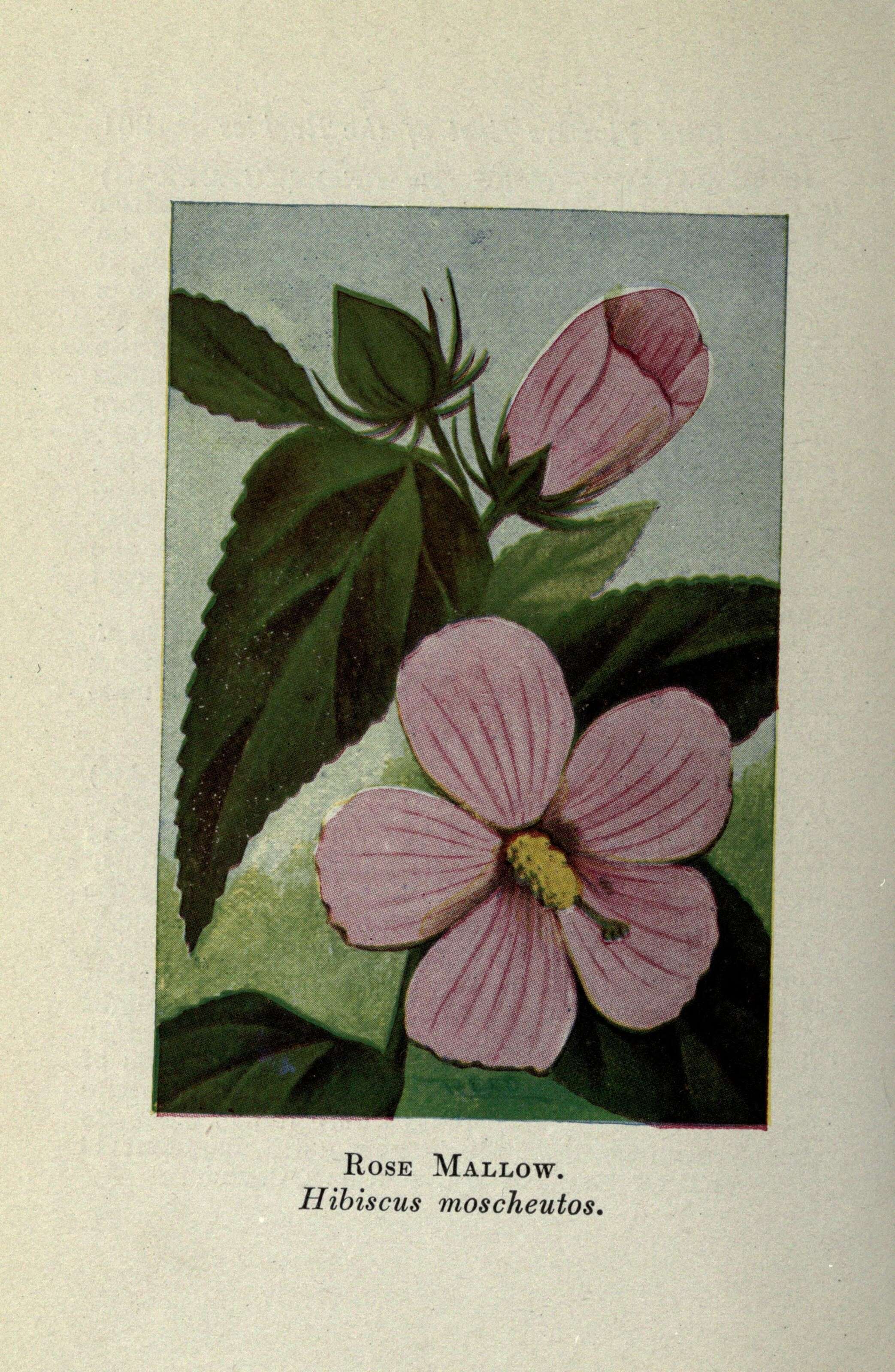 Image of crimsoneyed rosemallow