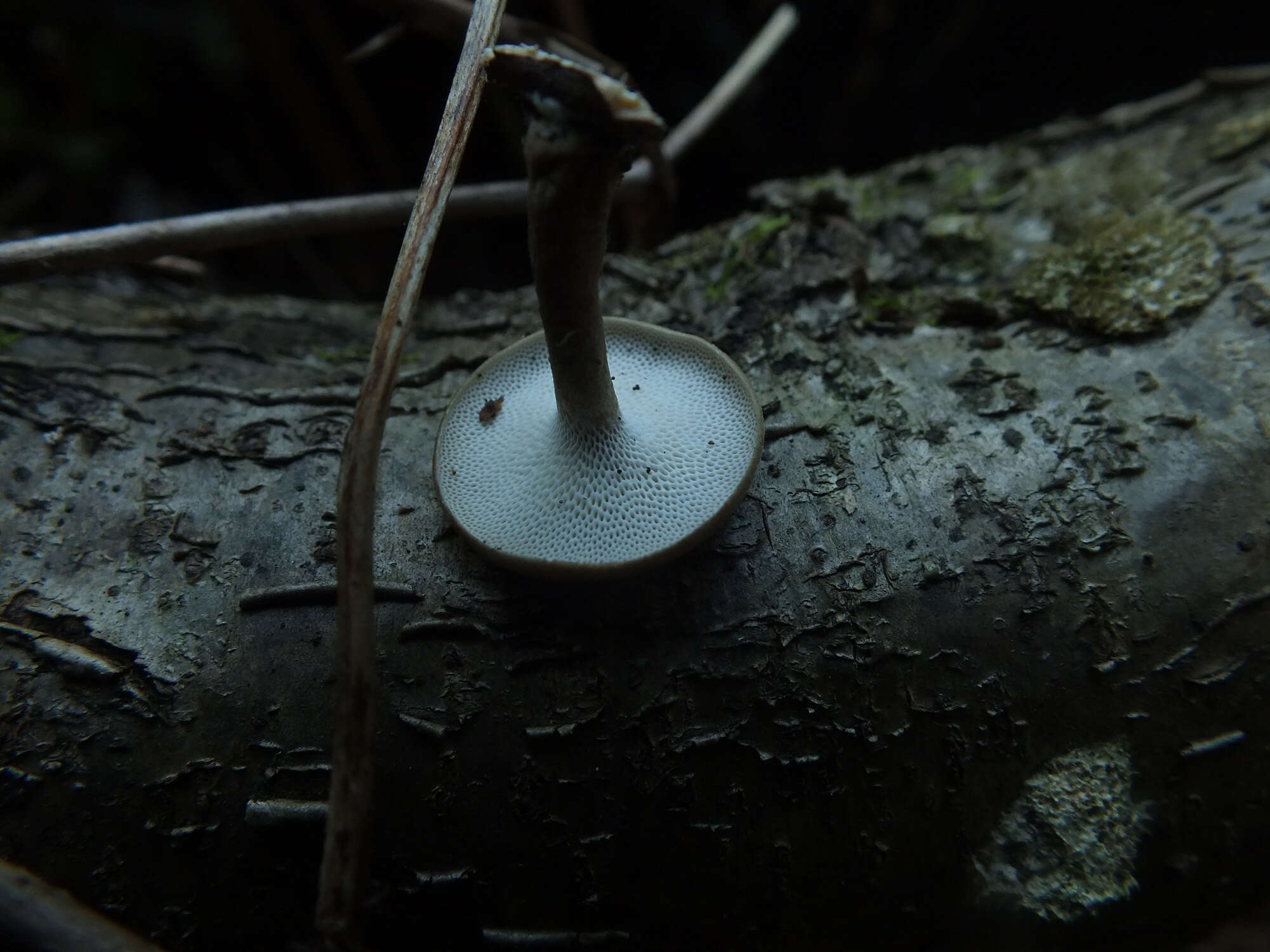 Image de Lentinus brumalis (Pers.) Zmitr. 2010