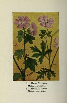 Image of musk mallow