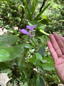 Image of Dicliptera tinctoria