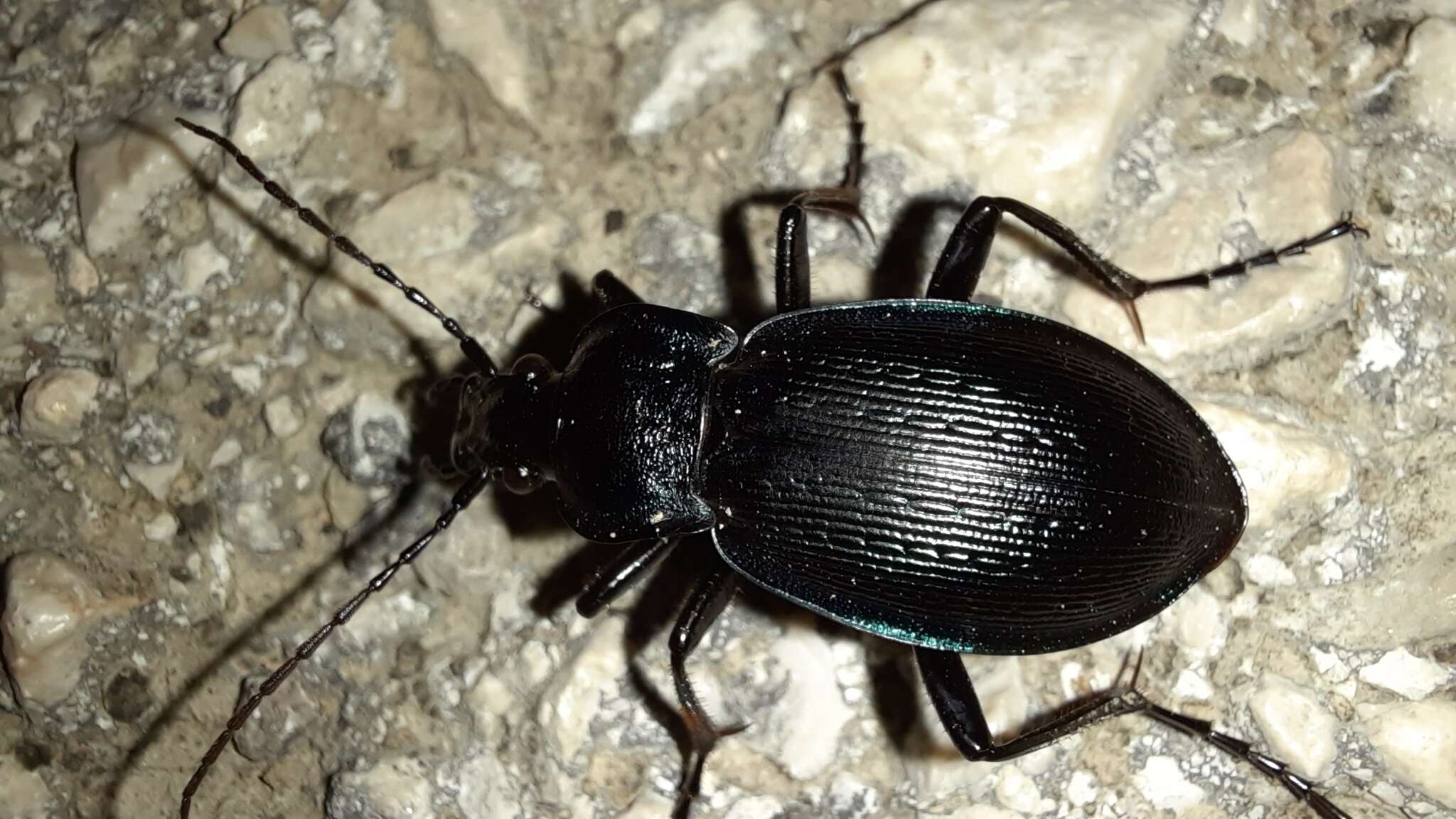 Image of Carabus (Eucarabus) catenulatus Scopoli 1763