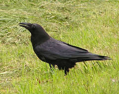 Image of Northern Raven