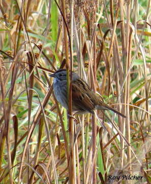 Melospiza georgiana georgiana (Latham 1790) resmi