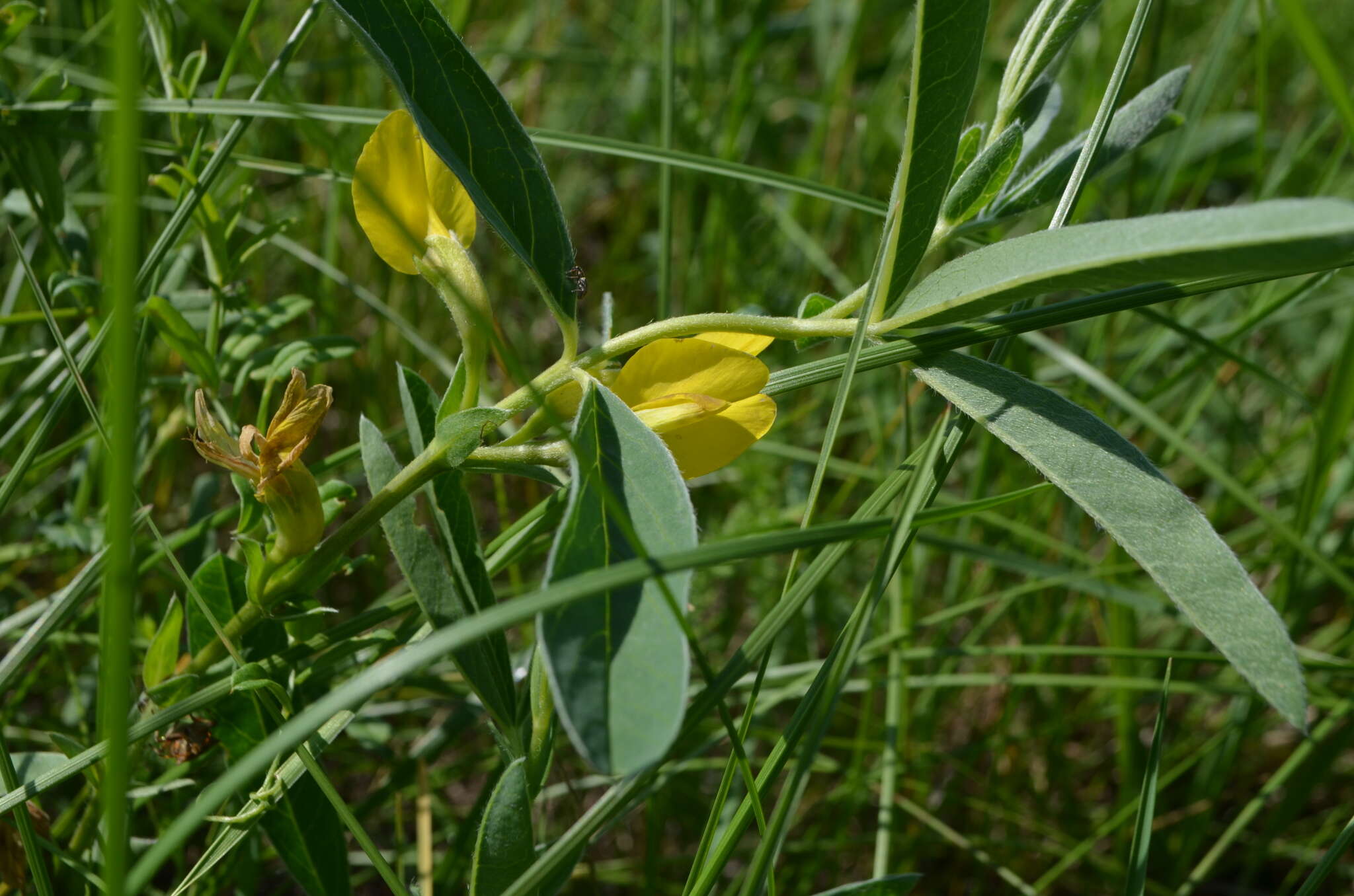 Слика од Thermopsis lanceolata R. Br.