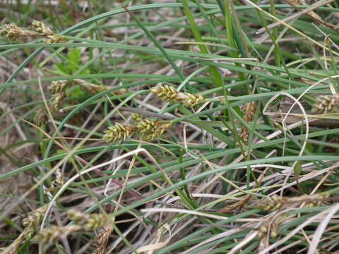 Image of lesser saltmarsh sedge