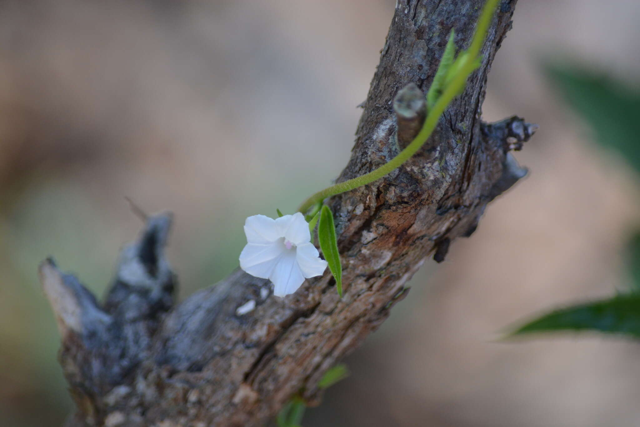 Image of Ipomoea biflora subsp. biflora