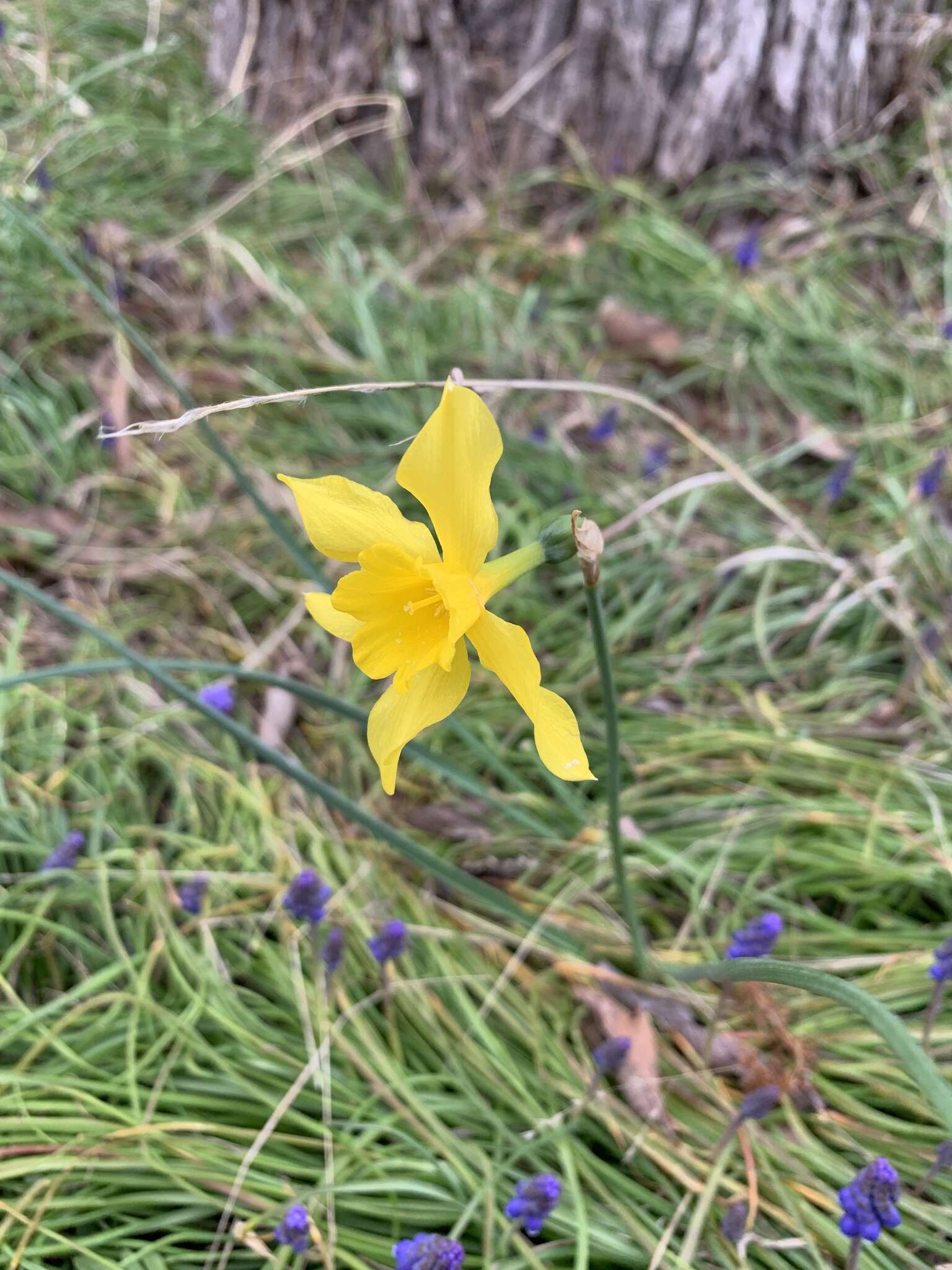 Narcissus odorus L. resmi