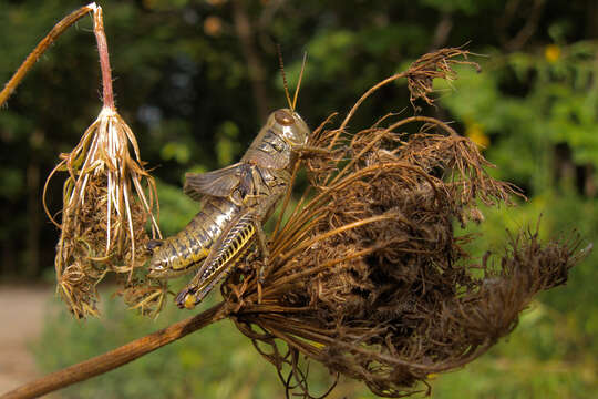 Image of Differential Grasshopper