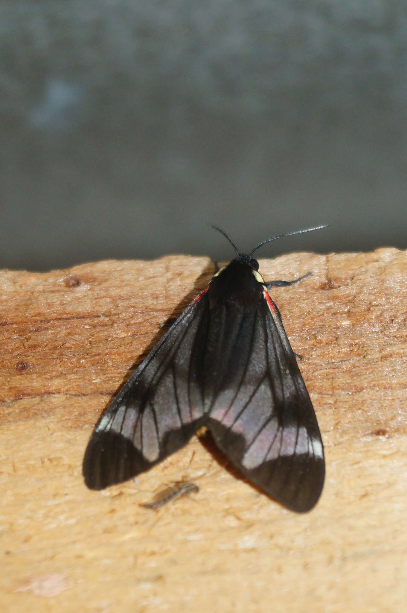 Image de Dysschema leucophaea Walker 1854